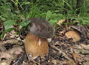 Hřib bronzový - Boletus aereus Bull. ex Fr. 1789