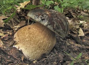 Hřib bronzový - Boletus aereus Bull. ex Fr. 1789