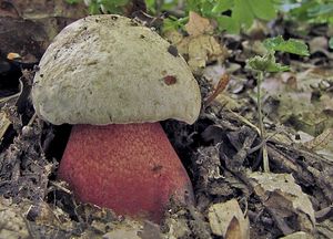 Hřib Le Galové - Boletus legaliae Pilát 1968