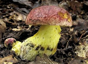 Hřib královský - Butyriboletus regius  (Krombh.) D. Arora & J.L. Frank 2014