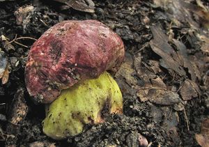 Hřib královský - Butyriboletus regius  (Krombh.) D. Arora & J.L. Frank 2014