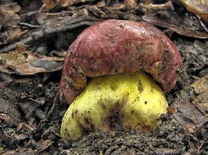 Hřib královský - Butyriboletus regius  (Krombh.) D. Arora & J.L. Frank 2014