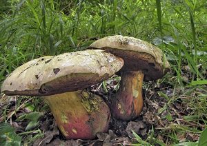 Klikni pro velký obrázek