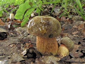 Hřib koloděj - Suillellus luridus (Schaeff.) Murrill 1909