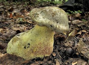 Hřib Fechtnerův - Boletus fechtneri Velen.