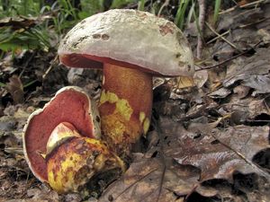 Hřib nachový - Boletus rhodoxanthus (Krombh.) Kallenb. 1925