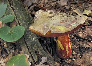 Hřib nachový - Boletus rhodoxanthus (Krombh.) Kallenb. 1925