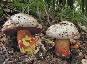 Hřib nachový - Boletus rhodoxanthus (Krombh.) Kallenb. 1925