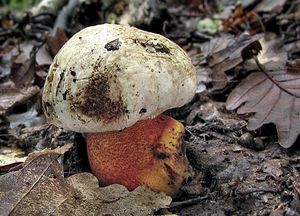 Hřib nachový - Boletus rhodoxanthus (Krombh.) Kallenb. 1925