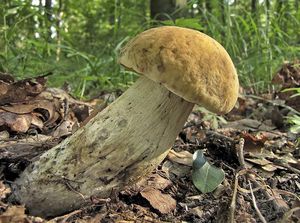 Kozák dubový - Leccinum crocipodium (Letell.) Watling