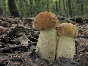 Kozák dubový - Leccinum crocipodium (Letell.) Watling