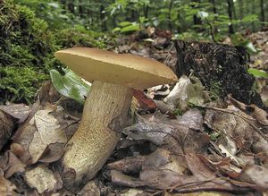 Kozák dubový - Leccinum crocipodium (Letell.) Watling