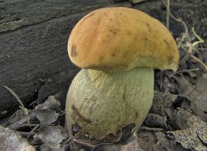 Kozák dubový - Leccinum crocipodium (Letell.) Watling