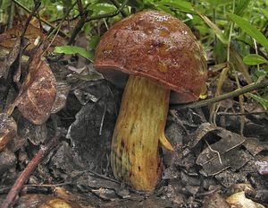 Hřib Quéletův - Boletus queletii Schulzer