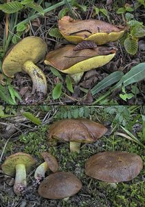 Klouzek žíhaný - Suillus collinitus (Fr.) Kuntze 1898