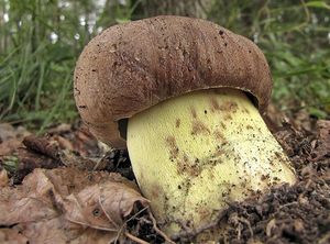 Hřib přívěskatý - Boletus appendiculatus Schaeff. 1763