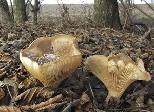 Strmělka mlženka - Clitocybe nebularis (Batsch) P. Kumm. 1871