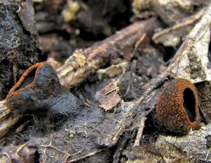 Ohnivec černý - Plectania melastoma (Sowerby) Fuckel 1870