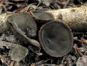 Ohnivec černý - Plectania melastoma (Sowerby) Fuckel