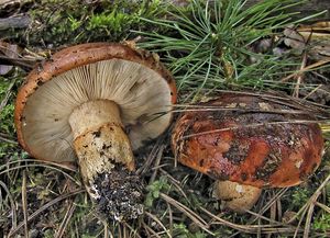 Čirůvka prstencová - Tricholoma batschii Gulden ex Christensen&Noo