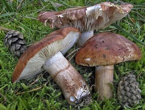 Čirůvka prstencová - Tricholoma batschii Gulden 1969