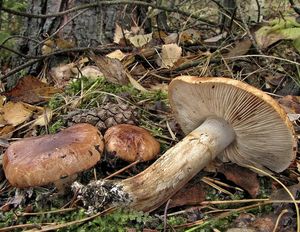 Čirůvka prstencová - Tricholoma batschii Gulden ex Christensen&Noo