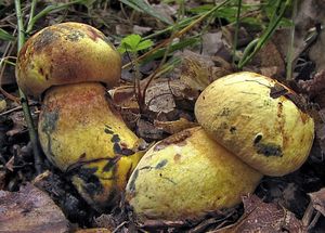 Hřib kovář - odbarvený - Boletus luridiformis var. discolor (Quél.) Kr