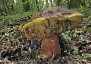 Hřib kovář - odbarvený - Boletus luridiformis var. discolor (Quél.) Kr