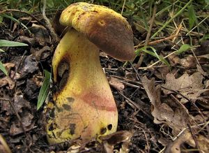 Hřib kovář - odbarvený - Boletus luridiformis var. discolor (Quél.) Kr