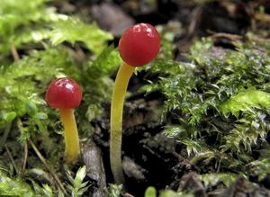 Helmovka jehličkovitá - Mycena acicula (Schaeff.) P. Kumm. 1871