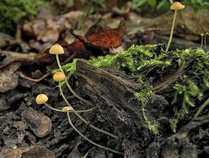 Helmovka jehličkovitá - Mycena acicula (Schaeff.) P. Kumm. 1871