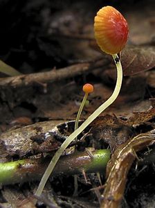 Helmovka jehličkovitá - Mycena acicula (Schaeff.) P. Kumm. 1871