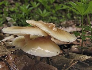 Rosolovka houbomilná - Syzygospora mycetophila (Peck) Ginns 1986