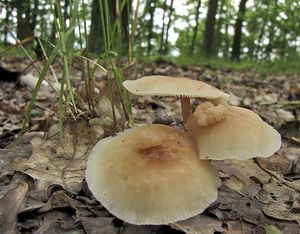 Rosolovka houbomilná - Syzygospora mycetophila (Peck) Ginns 1986