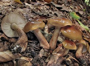 Čirůvka opálená - Tricholoma ustaloides Romagn. 1954