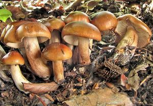 Čirůvka opálená - Tricholoma ustaloides