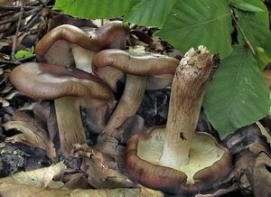 Čirůvka opálená - Tricholoma ustaloides Romagn. 1954