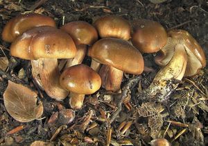 Čirůvka opálená - Tricholoma ustaloides Romagn. 1954