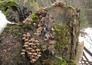 Helmovka pařezová - Mycena tintinnabulum (Paulet) Quél. 1872