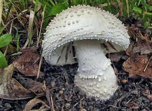 Muchomůrka ježohlavá - Amanita echinocephala (Vittad.) Quél. 1872