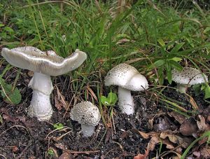 Muchomůrka ježohlavá - Amanita echinocephala (Vittad.) Quél. 1872