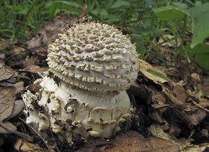 Muchomůrka ježohlavá - Amanita echinocephala (Vittad.) Quél. 1872