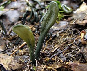 Pazoubek zelený - Microglossum viride (Schrad.) Gillet