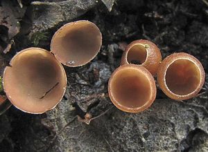 Jehnědka osiková - Ciboria tremulae (Velen.)