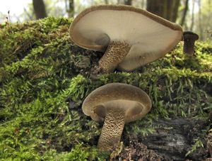 Choroš zimní - Lentinus substrictus (Bolton) Zmitr. & Kovalenko 2016