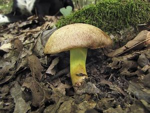 Hřib pružný - Aureoboletus gentilis (Quél.) Pouzar