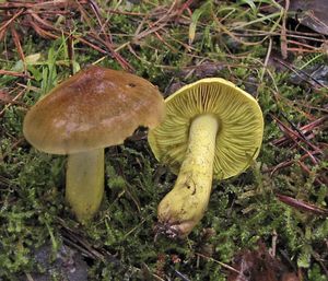 Čirůvka zelánka - Tricholoma equestre (L.) P. Kumm. 1871