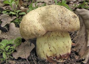 Hřib plavý - Boletus impolitus Fr. 1838