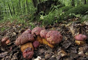 Hřib rudonachový - Imperator rhodopurpureus (Smotl.) Assyov, Bellanger, Bertéa, Courtec., Koller, Loizides, G. Marques, J.A. Muñoz, N. Oppicelli