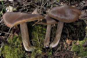 Závojenka jarní - Entoloma vernum S. Lundell 1937